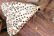 Heliotrope Moth (Utetheisa pulchelloides)